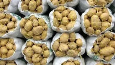 راهیان اقتصادی