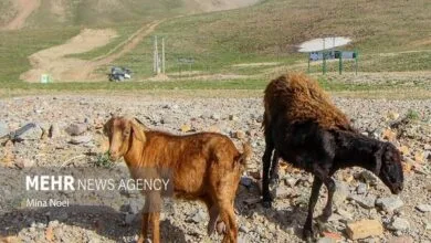 راهیان اقتصادی