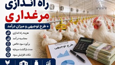 راه اندازی مرغداری؛ محاسبه هزینه، درآمد و سود با طرح توجیهی